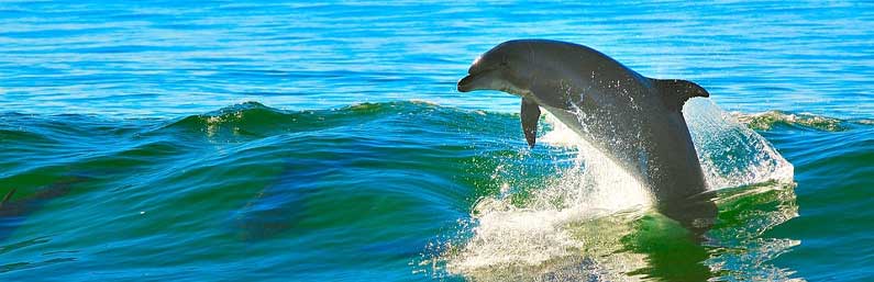 Dolphin Tours | Fishing and Eco-Tour Charters in Fort Myers and Naples Florida - Pica Charters, LLC